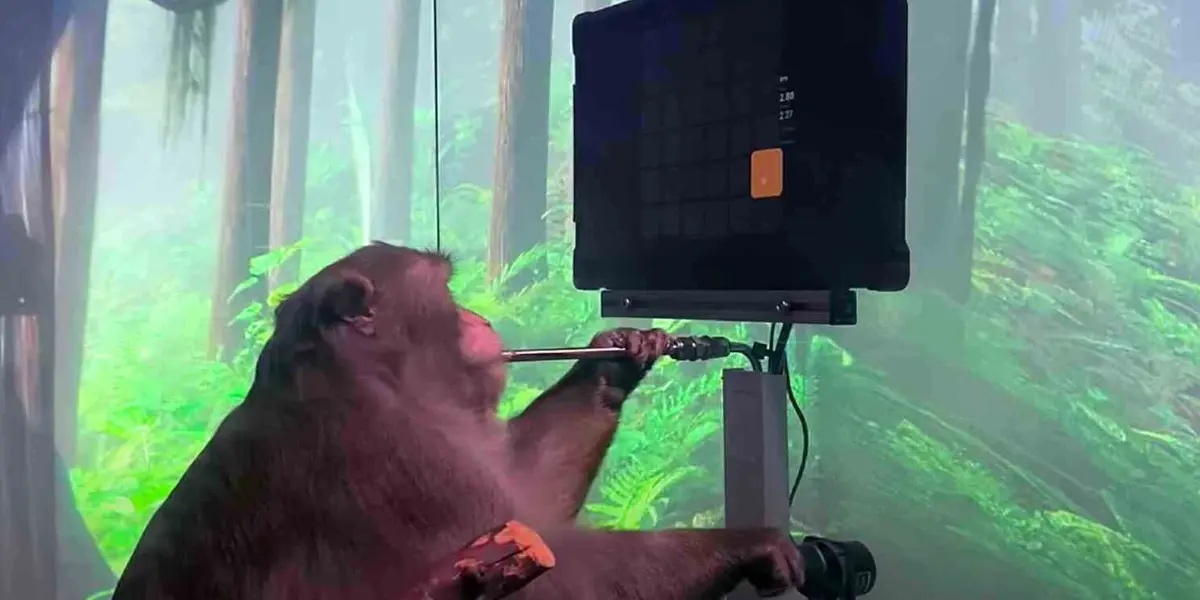Un grupo de médicos y defensores de los derechos de los animales está demandando a Neuralink de Elon Musk por su producción de chips cerebrales y el daño que alega que ha causado a los monos utilizados para probar esta tecnología.