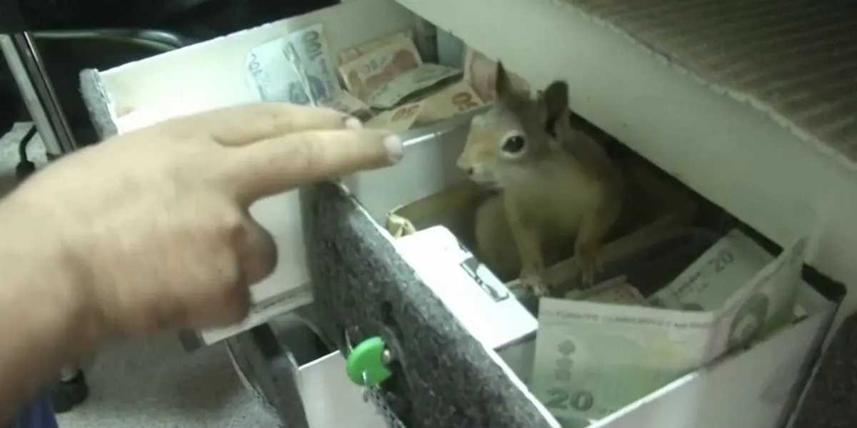 Un hombre rescató a una ardilla y como muestra de gratitud el animal cuida el negocio y ataca a quién toque la caja registradora.