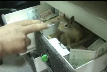 Un hombre rescató a una ardilla y como muestra de gratitud el animal cuida el negocio y ataca a quién toque la caja registradora.