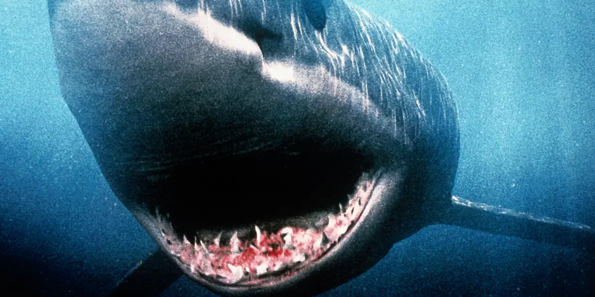 Video: Encuentran un tiburón y lo confunden con un Megalodón