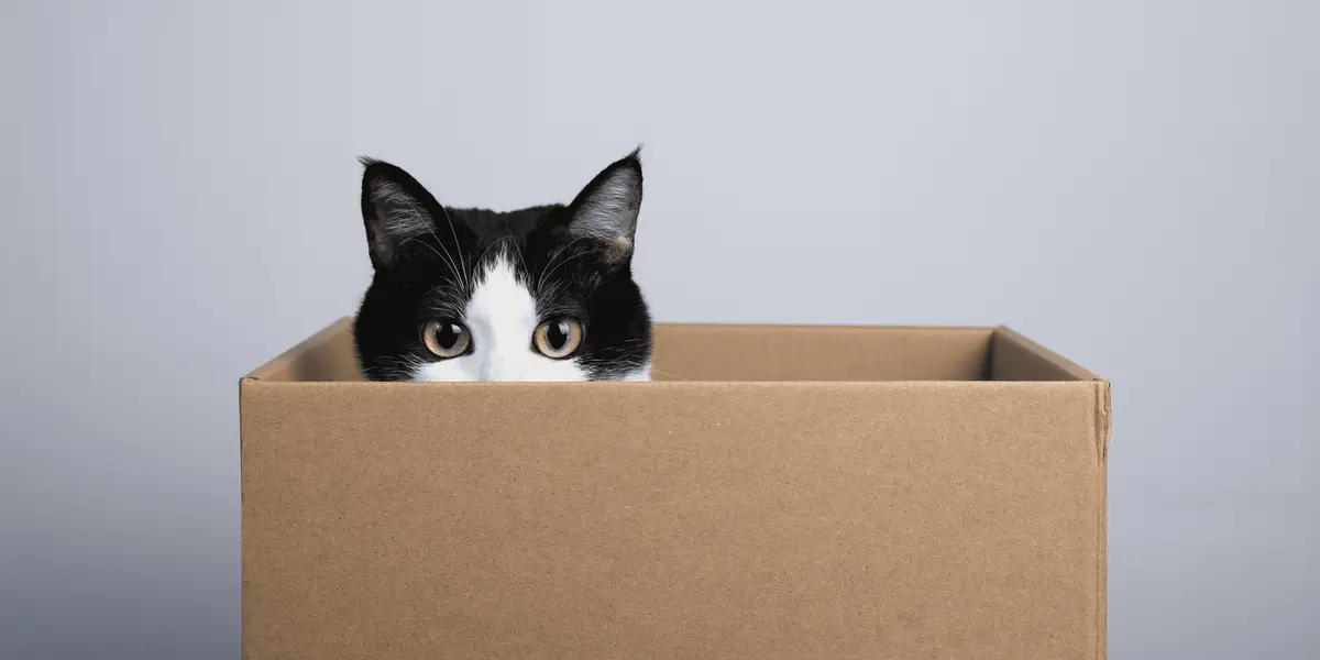 Una caja le da un lugar de protección, es igual de segura que una cueva. Si el gato se mete en una caja, estará bien agazapado viendo hacia la entrada de la caja.
