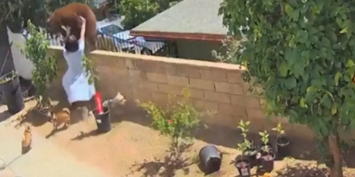 Una mujer puso en riesgo su vida para defender a sus perros de una osa que ingresó a su propiedad.