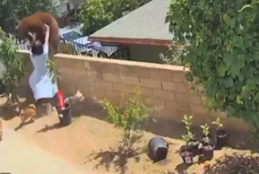 Una mujer puso en riesgo su vida para defender a sus perros de una osa que ingresó a su propiedad.