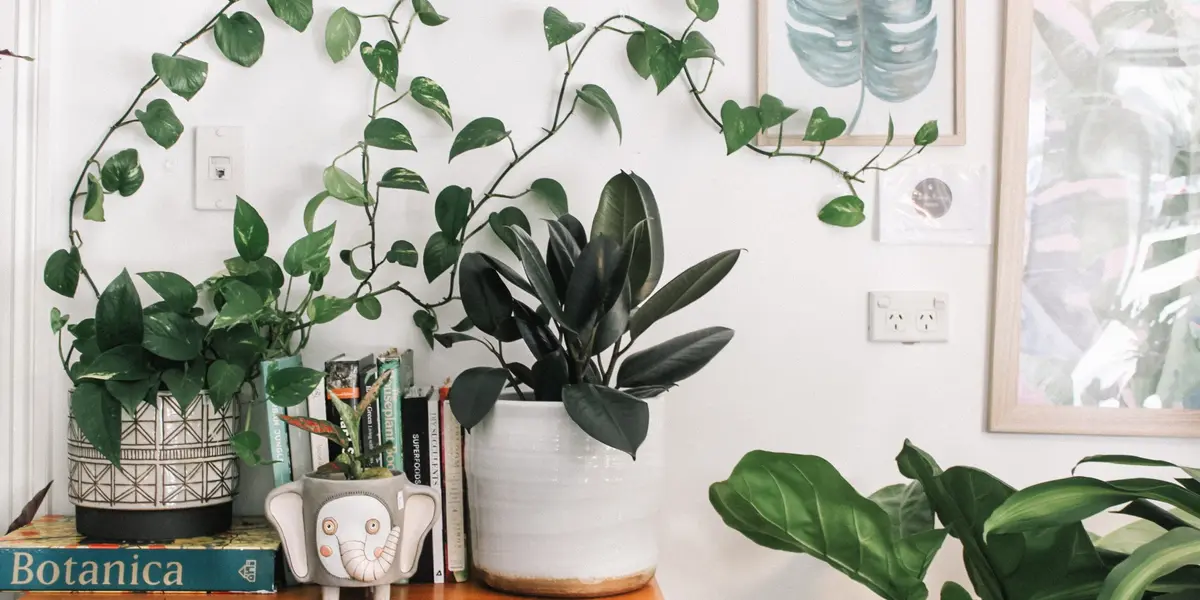 Ya sea que quieras decorar tu sala, habitación o estés por mudarte, estas son las plantas idóneas según tu signo.