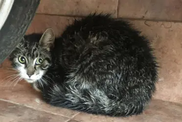 A través de redes sociales un usuario ha expuesto una nueva forma de cometer delitos en la CDMX, misma en la que usan a un gatito herido como distracción.