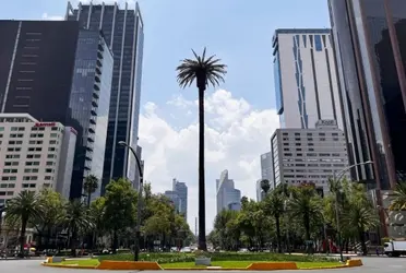 Autoridades capitalinas informaron este jueves sobre los trabajos que se están llevando a cabo durante la presente administración para el saneamiento de árboles