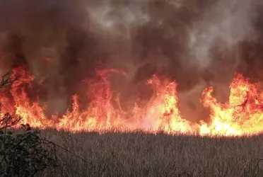 Claudia Sheinbaum aseguró que cuentan con cerca de 3 mil combatientes para que en caso de un incendio forestal.