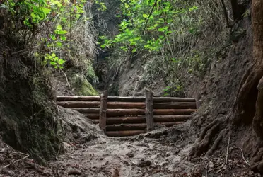 Como parte del proyecto Bosque de Chapultepec, Naturaleza y Cultura, el año pasado dio inicio la restauración ambiental en las primeras 40 hectáreas de la Tercera Sección.