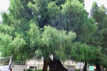 De acuerdo con el portal de la consulta, al corte de las 17:00 de este lunes, 12 mil 173 ciudadanos habían votado por colocar un árbol de este tipo de árbol, nativo de México.