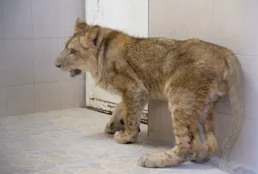  
De acuerdo con los vecinos del fraccionamiento, en la madrugada vieron al cachorro de león africano macho entre 6 y 10 meses de edad, por lo que llamaron al 911 para resguardar a la fiera.
 