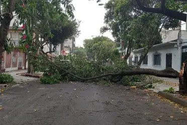 Debido a esto, los servicios de emergencia se movilizaron a los puntos en donde se reportaron los accidentes para seccionar los árboles.