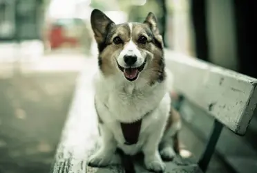 "Desde hace meses se instaló y ahora un lugar amplio y con personal capacitado se rescatan animales y se les da toda la atención veterinaria y de aquí se dan en adopción".