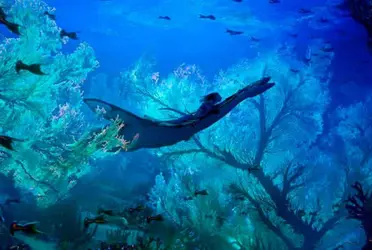 Después de casi dos años de anunciarse la secuela de Avatar, también se anunció una extensión de la saga hasta la quinta entrega.