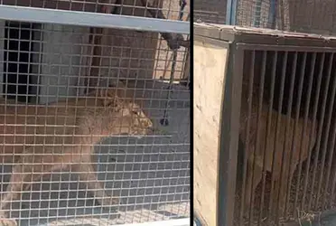 Dictaminar y determinar la especie, el estatus de protección, sistema de marcaje, condiciones físicas y edad aproximada.