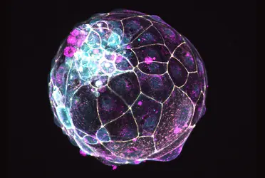 El esfuerzo detallado en la revista Nature señala que las estructuras no son embriones,los científicos, sin embargo, no los dejaron crecer más allá de las dos semanas por deferencia a las pautas éticas de larga data.