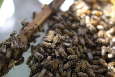 El incidente ocurrió alrededor de las 14:00 horas, en la zona conocida como las Islas, en Ciudad Universitaria.