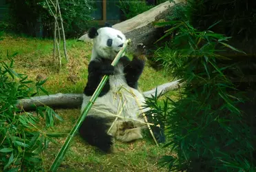 En algunos días se celebrarán los cumpleaños número 35 y 32 de las dos pandas gigantes, Shuan Shuan y Xin Xin.