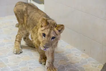 En lo que va del año han sido rescatadas 20 especies de animales silvestres por personal de la Dirección de Medio Ambiente y Ecología en Ecatepec,