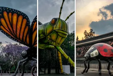 Entre los atractivos que más llamaron la atención de los visitantes fue “El lago de las típulas”, una instalación escultórica del artista oaxaqueño Amador Montes que consta de 11 insectos