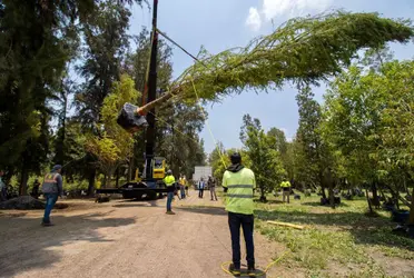 Estas son las actividades que habrán durante la plantación del Ahuehuete en Paseo de la reforma.