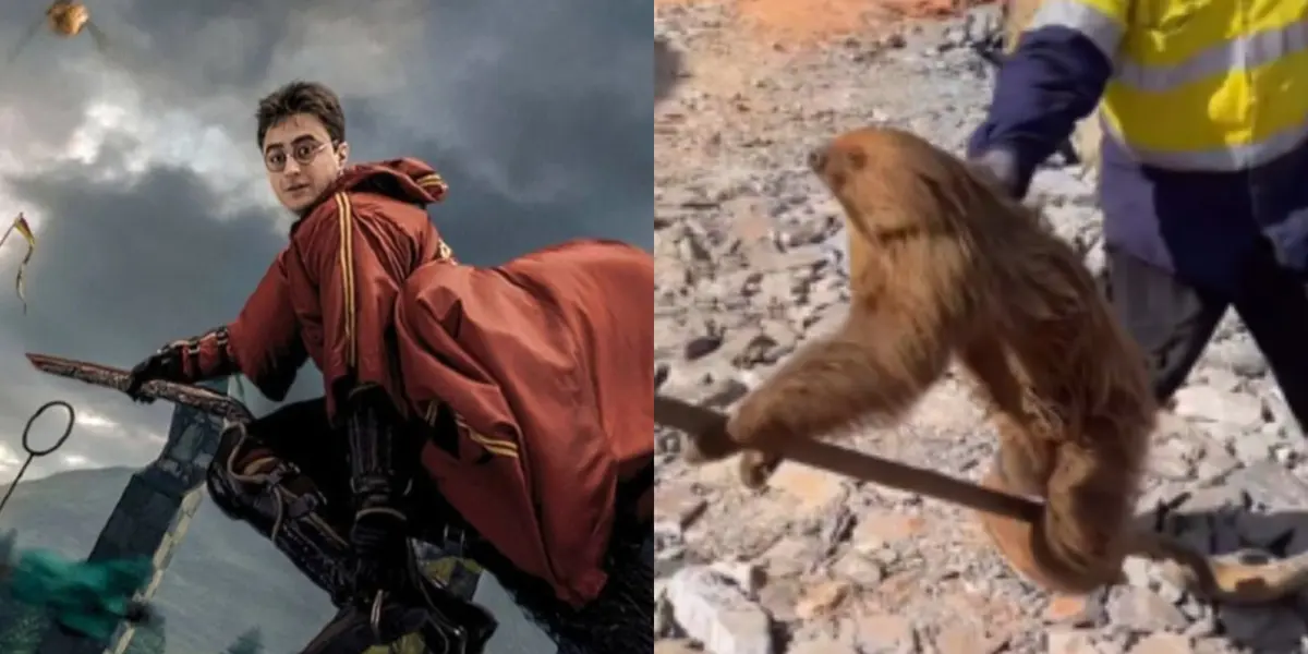 (VIDEO) El Oso perezoso que imitó a Harry Potter y su vuelo en escoba y se hizo viral