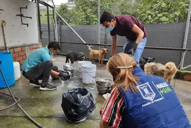 La Dirección Ejecutiva de Justicia Cívica -adscrita a la Consejería Jurídica y de Servicios Legales- y la Brigada de Vigilancia Animal se coordinaron para beneficiar a los huéspedes animales objeto de protección y cuidados.