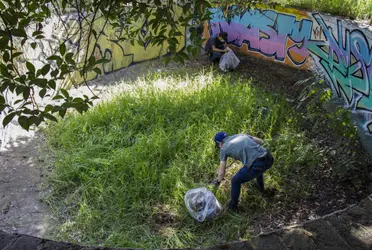 Las actividades en estas áreas verdes iniciaron con la barranca Becerra Tepecuache, sección La Loma, localizada en la alcaldía Álvaro Obregón.