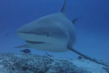 Se trata de un animal que había fallecido en el año 1998 pero sus restos quedaron conservados en un tanque de formol.