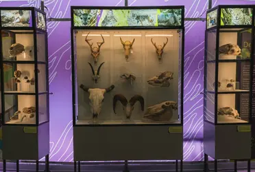 Se trata del proyecto arquitectónico más importante en Latinoamérica en temas de biodiversidad y con el cual la Universidad Nacional Autónoma de México.