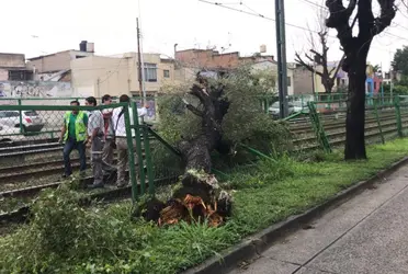 Se trataba de ejemplares maduros, e n su mayoría naranjos, que cubrían el camellón, un tramo de aproximadamente 200 metros desde el ingreso a la empresa Maseca hasta las vías.