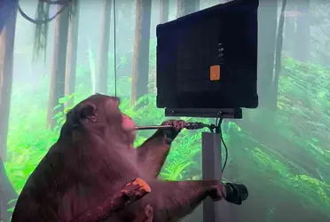 Un grupo de médicos y defensores de los derechos de los animales está demandando a Neuralink de Elon Musk por su producción de chips cerebrales y el daño que alega que ha causado a los monos utilizados para probar esta tecnología.