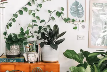 Ya sea que quieras decorar tu sala, habitación o estés por mudarte, estas son las plantas idóneas según tu signo.